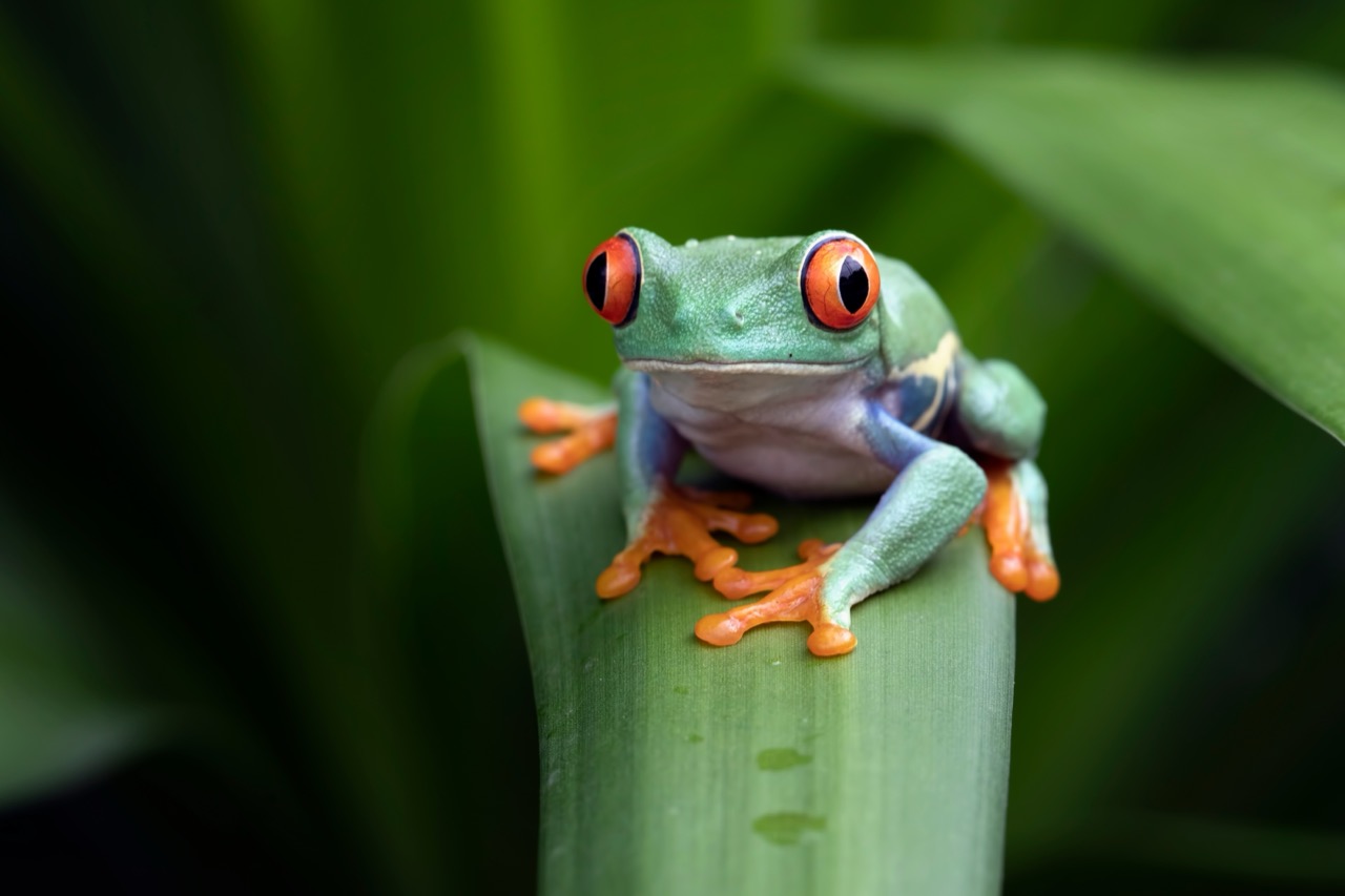 Vibrant Voyeurs of the Rainforest The Red-eyed Tree Frog