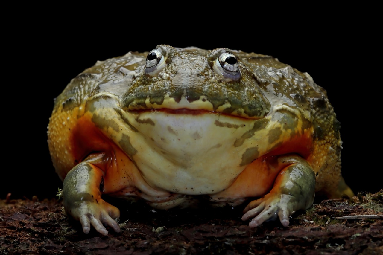 The Enigmatic World of the African Bullfrog A Giant Among Amphibians