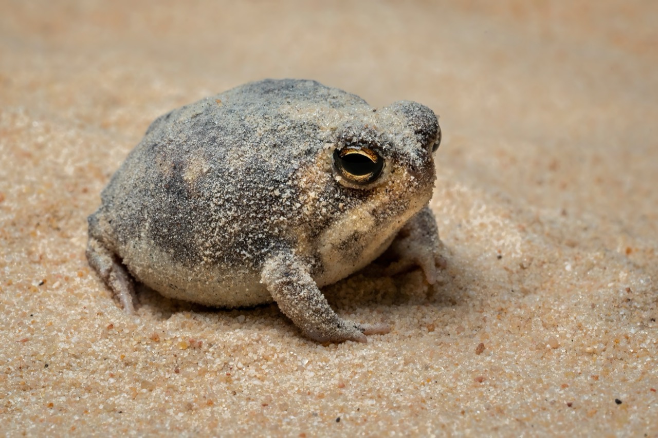 Secrets of the Sand The Fascinating World of the Desert Rain Frog