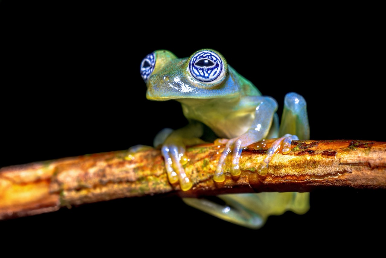 The Enigmatic World of the Glass Frog Unveiling Nature’s Marvel