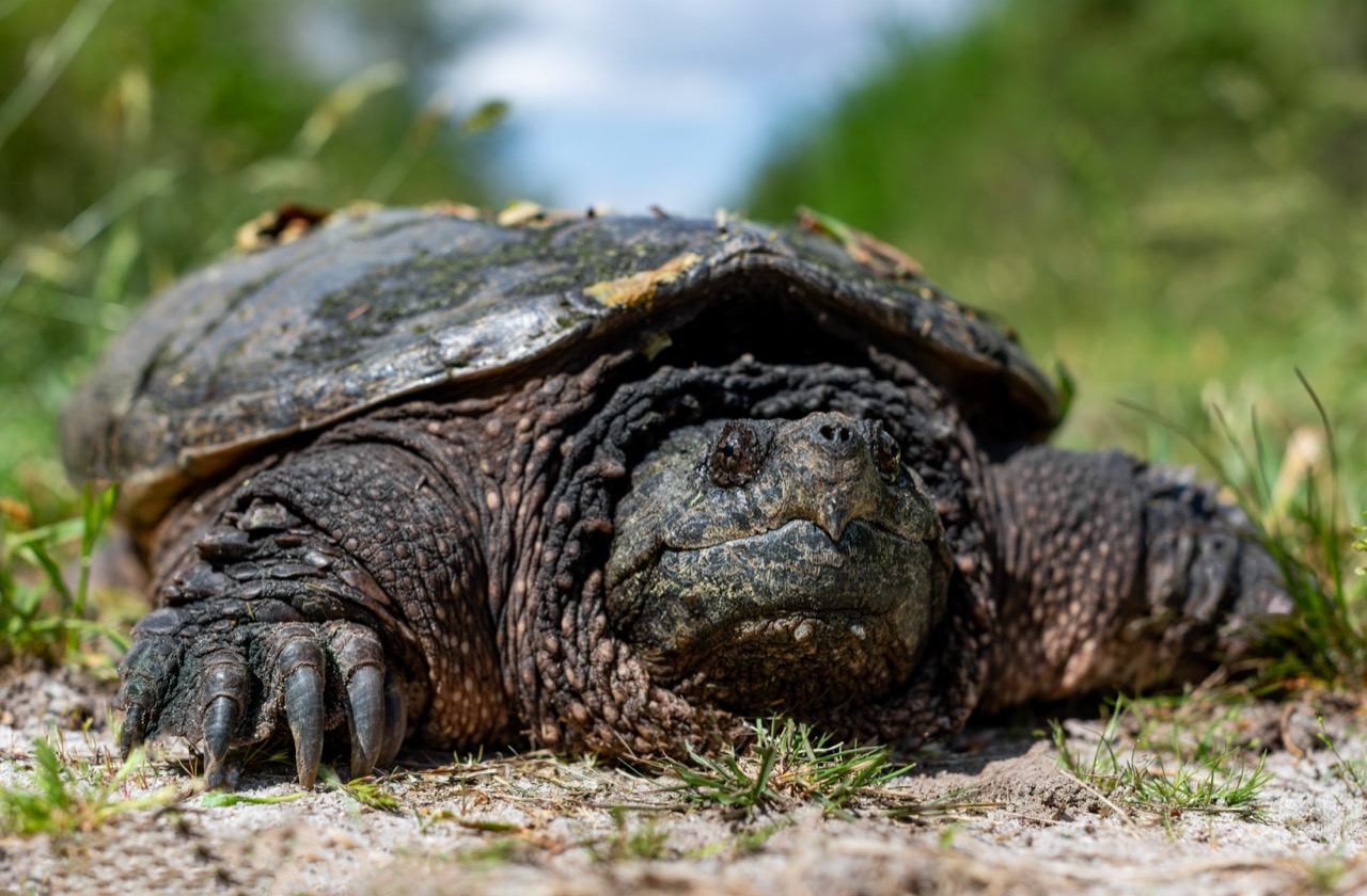 The Alluring World of the Common Snapping Turtle