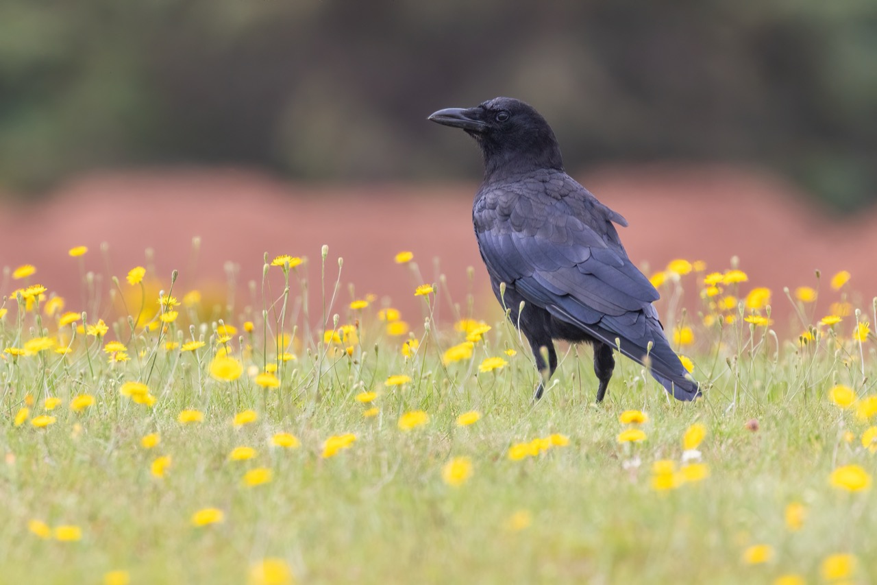The Enigmatic World of the Common Raven Intelligence on Wing