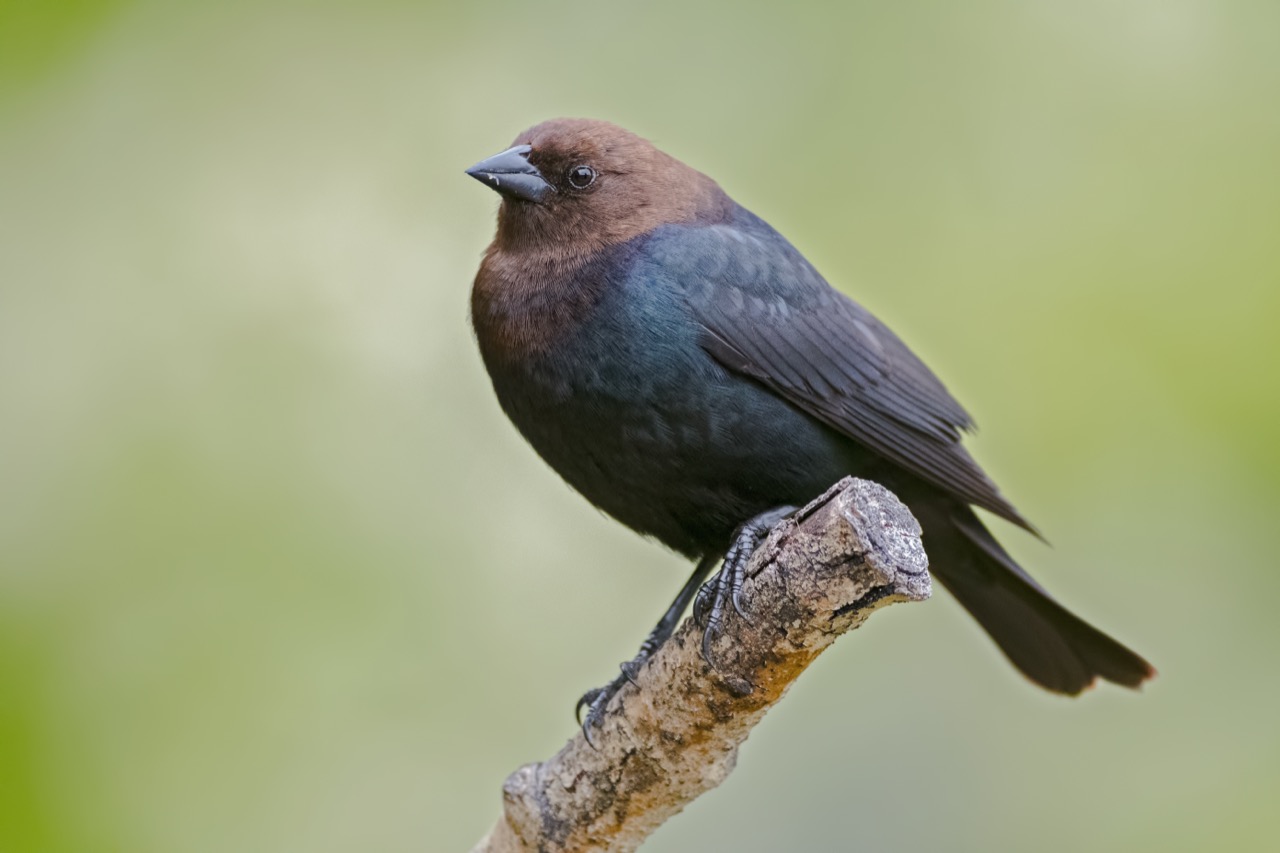 The Enigmatic Beauty of the Brown-headed Cowbird