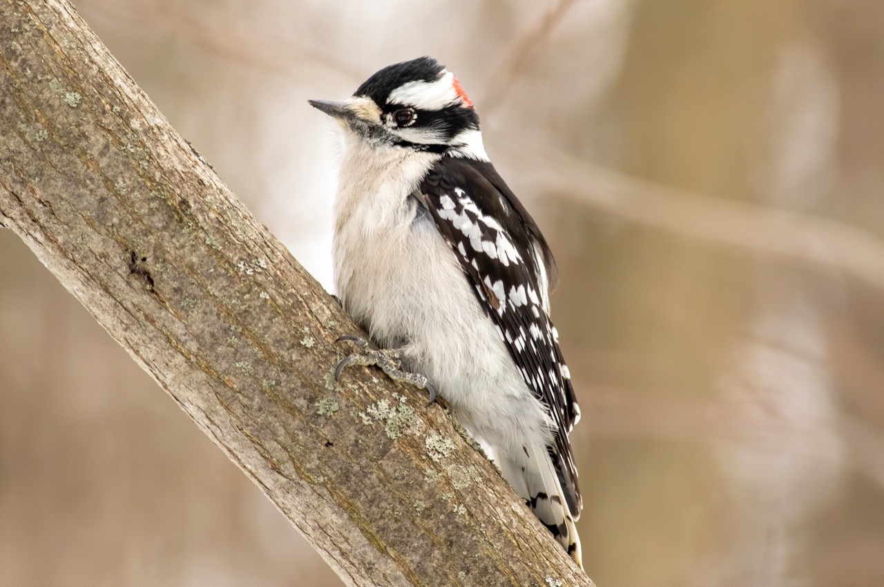 The Enchanting World of the Downy Woodpecker
