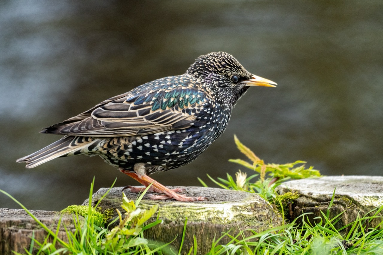 The Starling Nature’s Dazzling Avian Performer