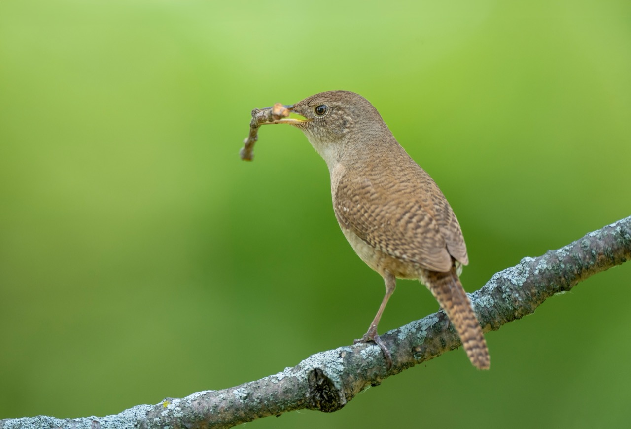 Masters of Mimicry The Intriguing World of the House Wren