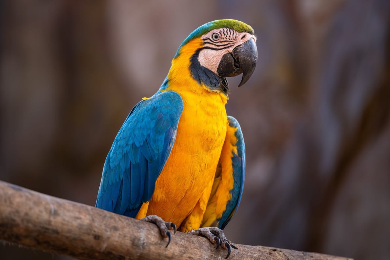 Vibrant Wings The Life and Colors of the Blue-and-Yellow Macaw