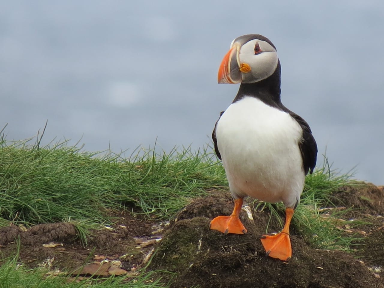 Diving into the World of the Atlantic Puffin A Charming Seabird