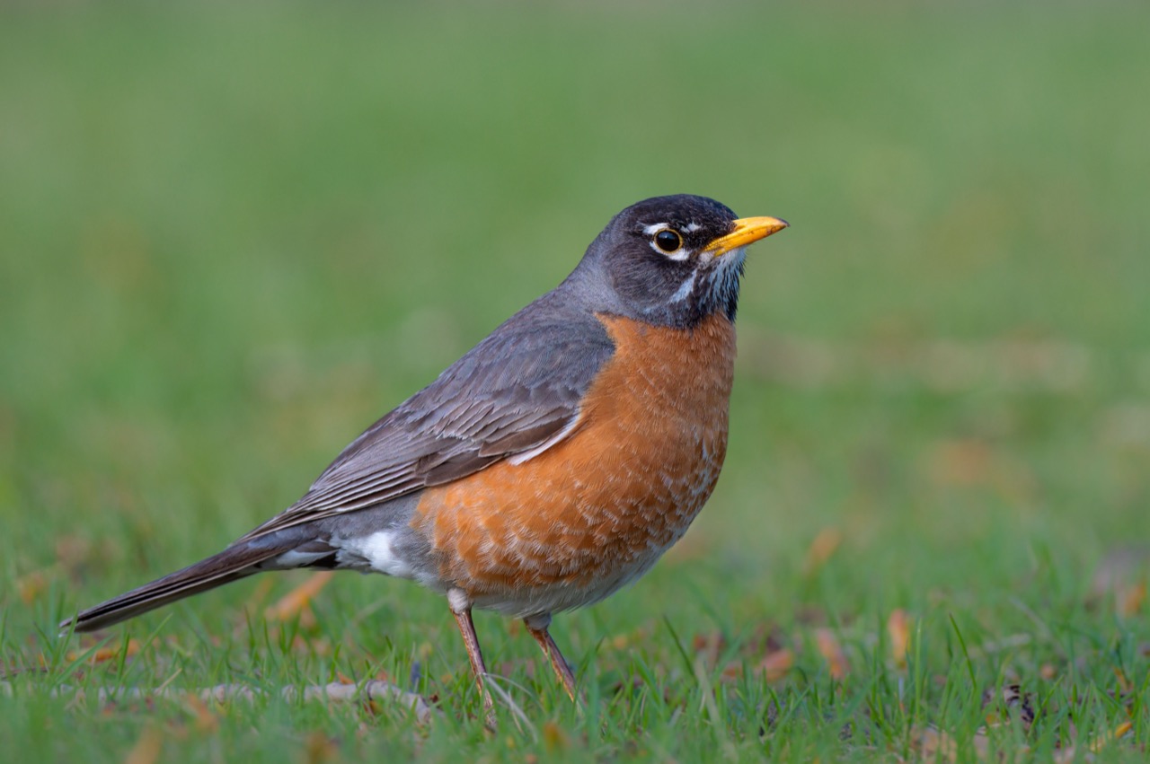 Discovering the American Robin A Symbol of Spring