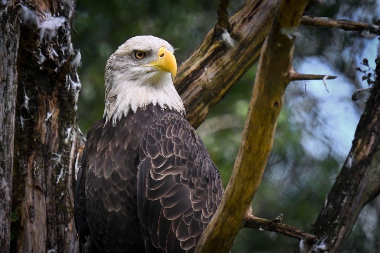 The Majestic Bald Eagle An Emblem of Freedom