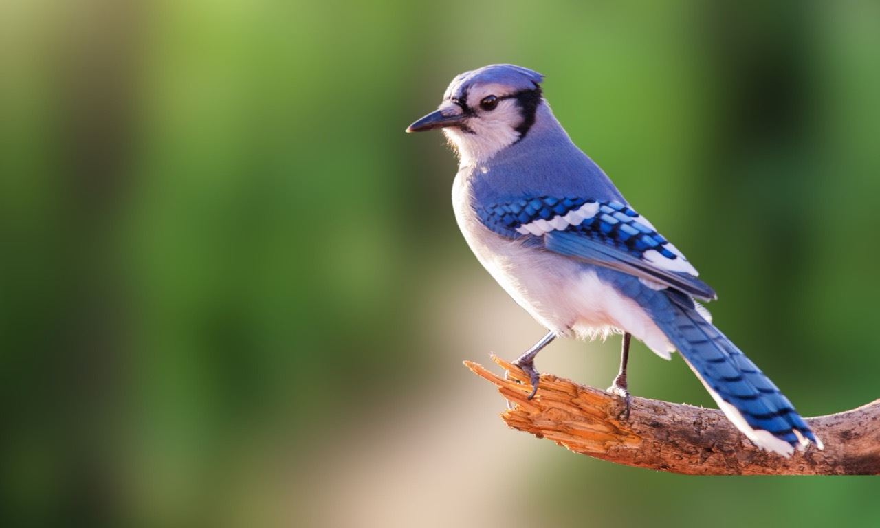 The Enchanting Blue Jay A Closer Look at North America’s Colorful Avian Gem