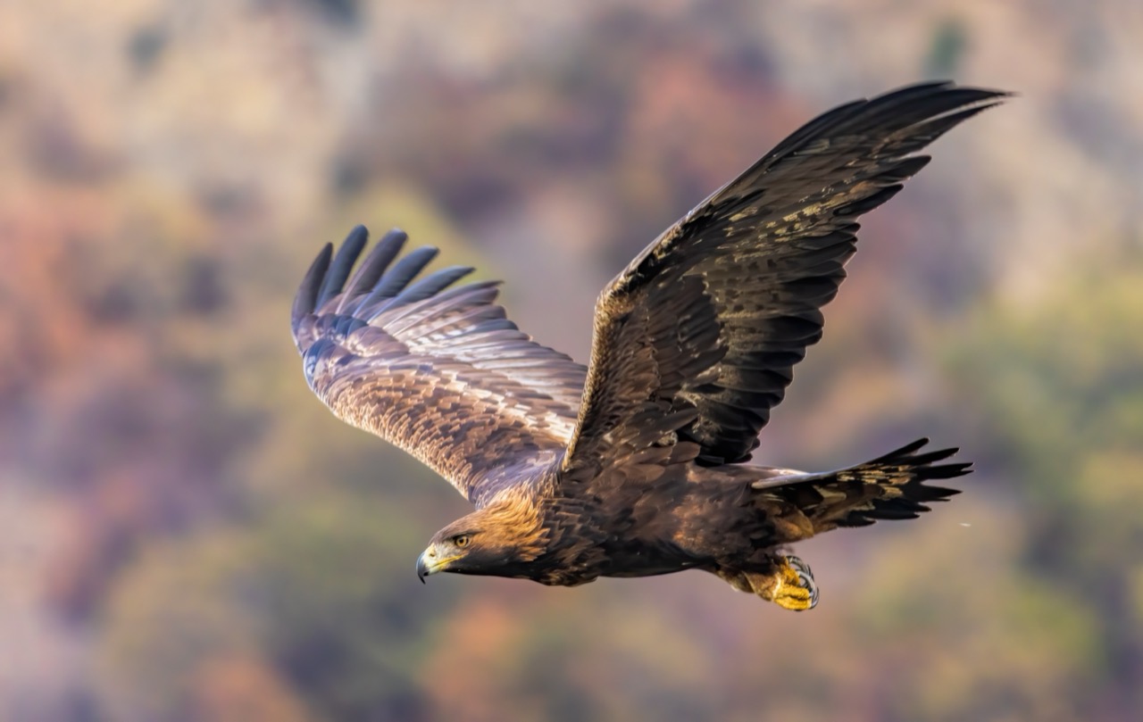Majestic Hunters of the Sky The Remarkable Golden Eagle