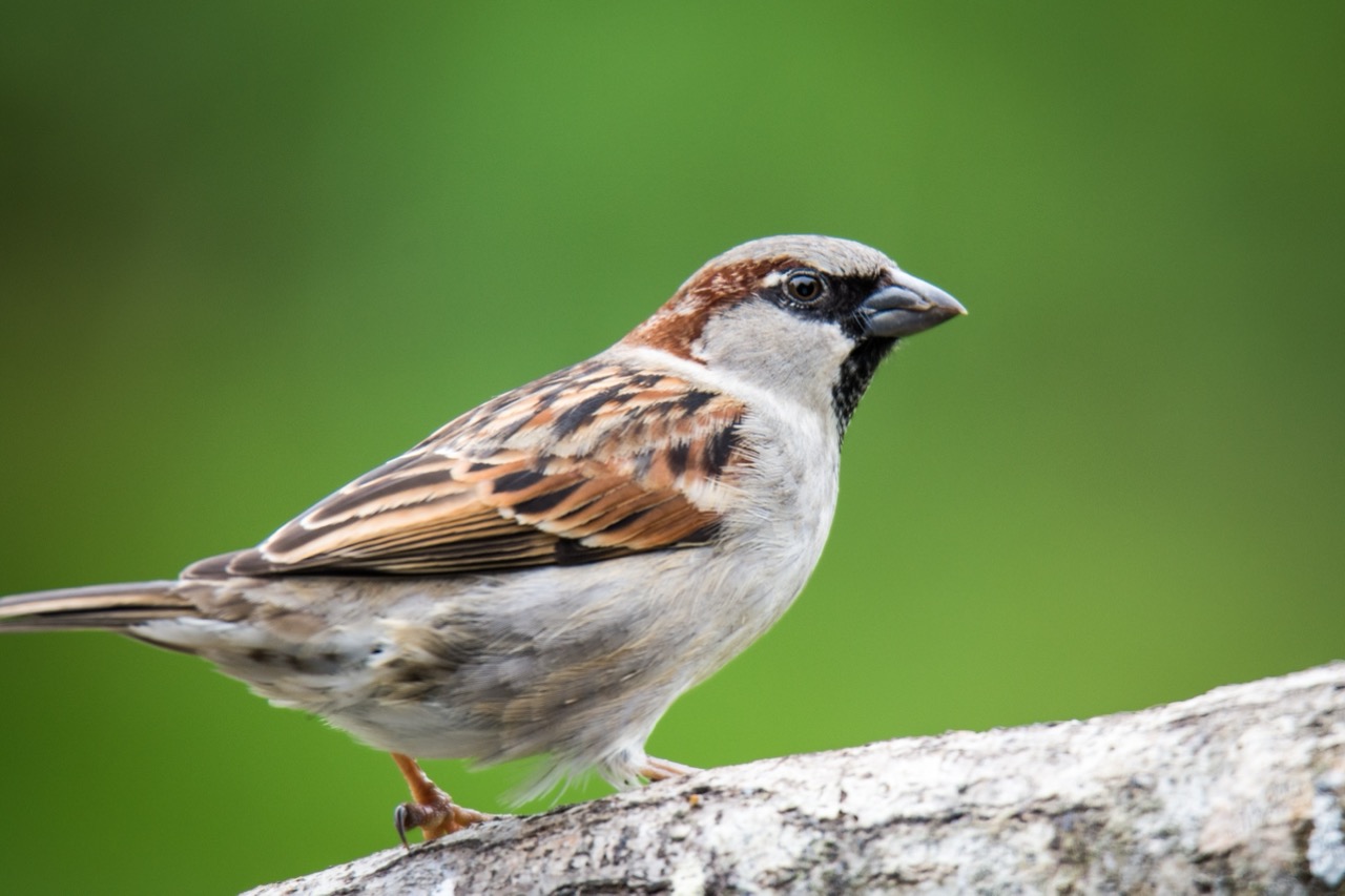 The Enchanting World of the House Sparrow A Closer Look at a Familiar Friend