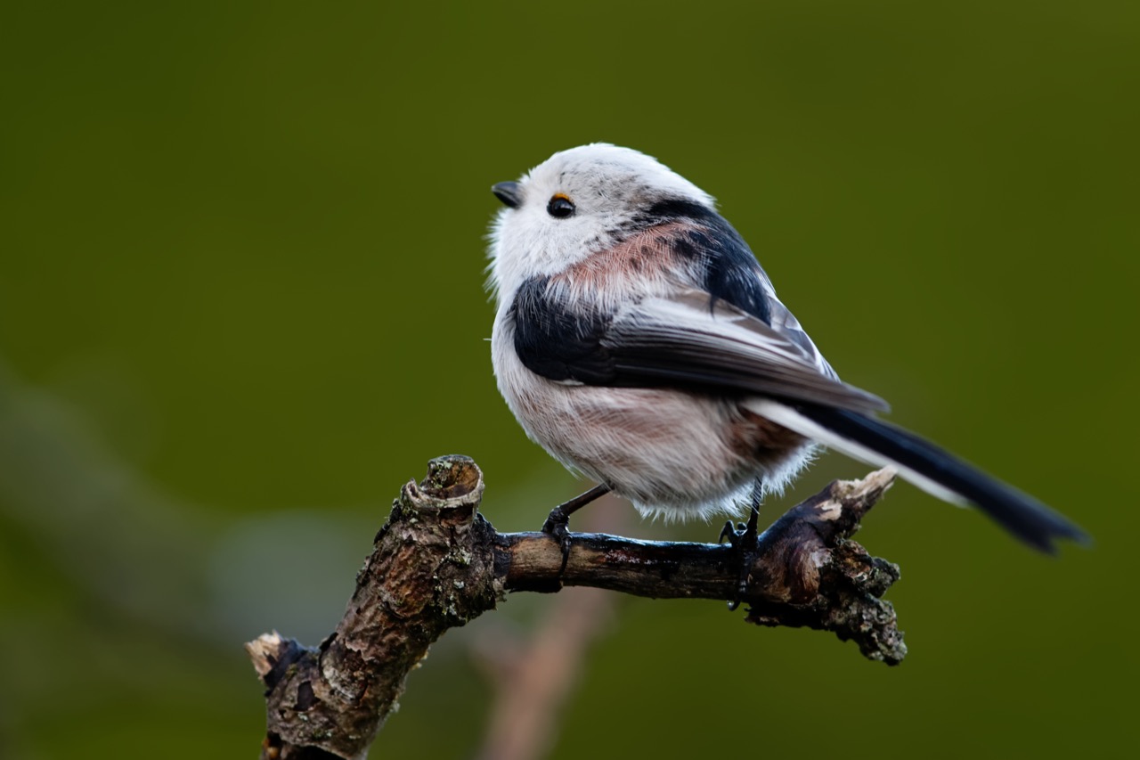 The Enigmatic Beauty of the Long-tailed Tit A Closer Look at Aegithalos caudatus