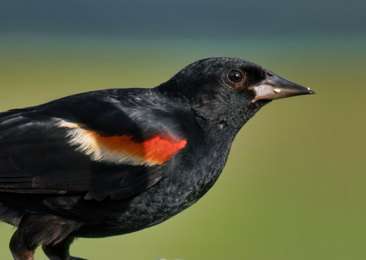 The Enigmatic Red-winged Blackbird A Closer Look at North America’s Flamboyant Avian