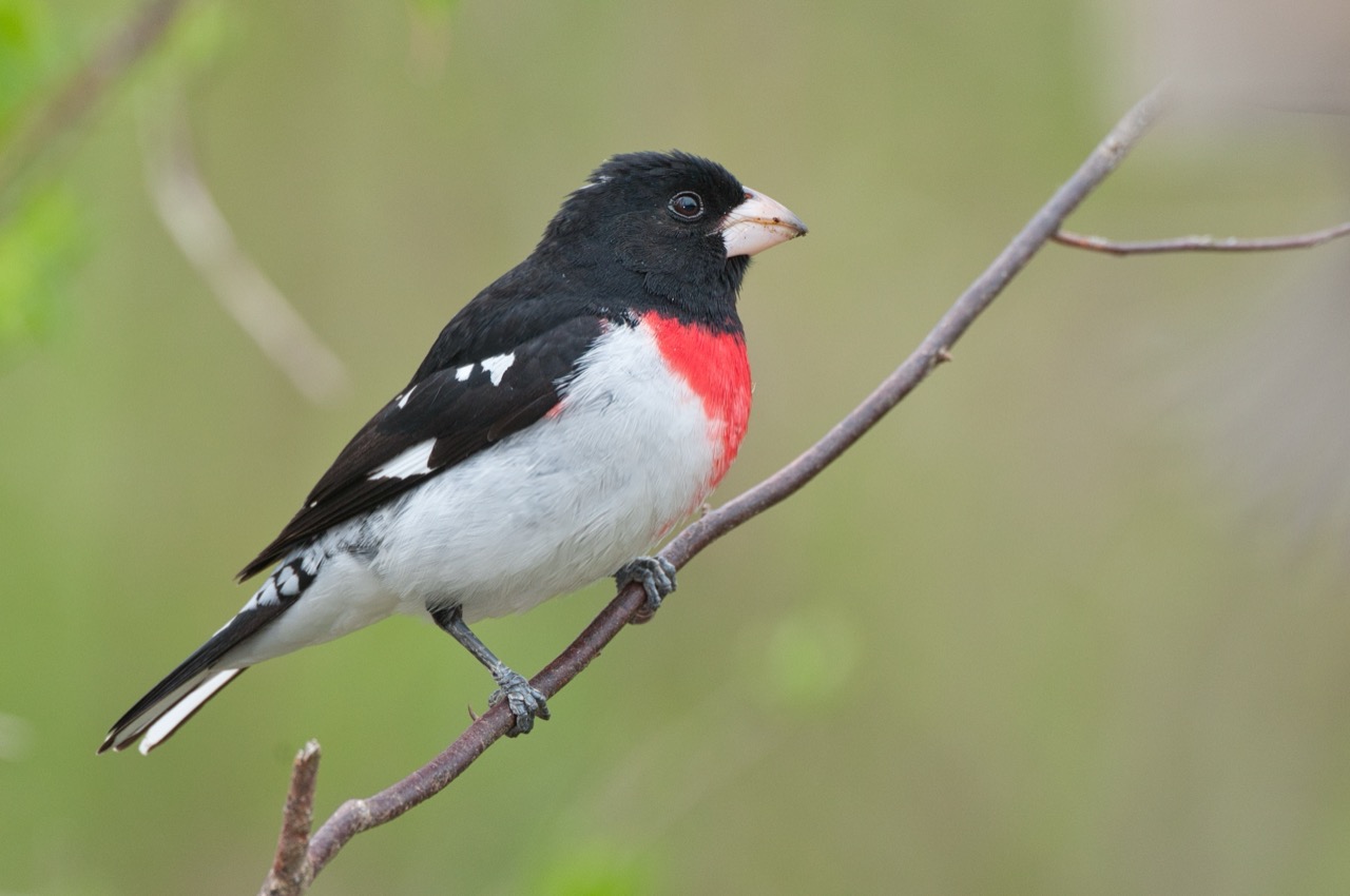 The Vibrant World of the Rose-breasted Grosbeak A Bird of Beauty and Song