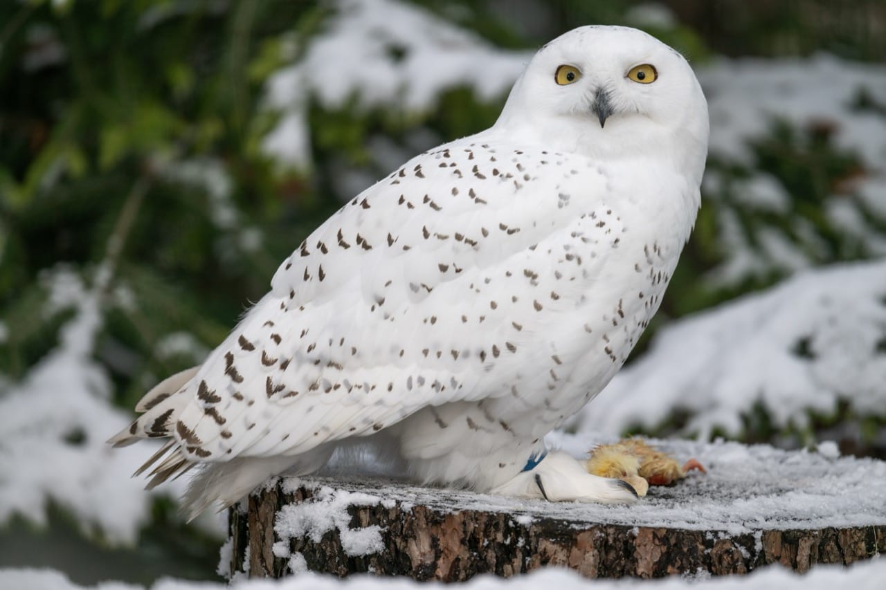 The Snowy Owl A Spectacular Bird of the Arctic