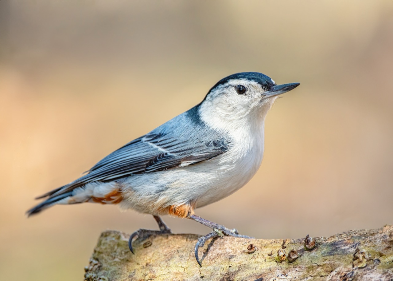 The Enchanting World of the White-Breasted Nuthatch