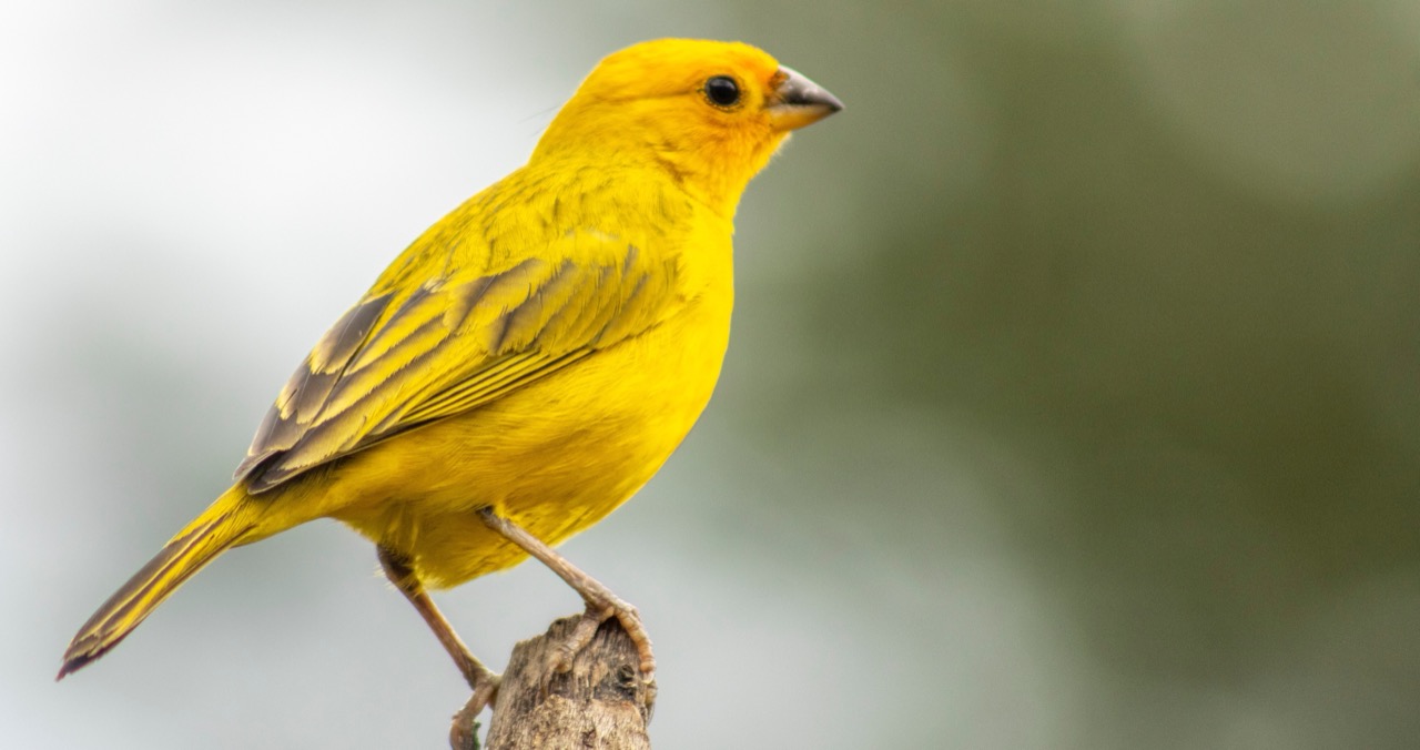 The Golden Glow of the Forest Discovering the Saffron Finch