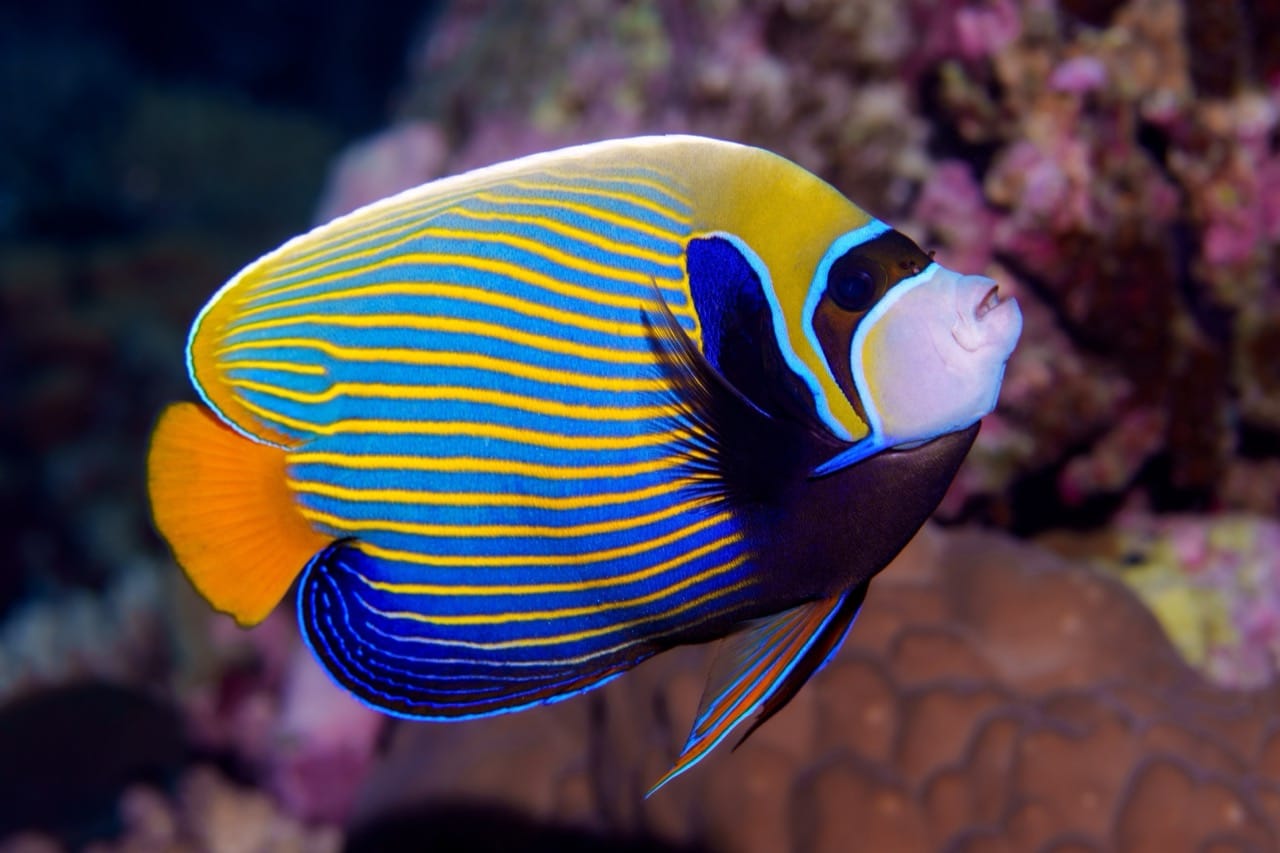 Exploring the Elegance of the Emperor Angelfish