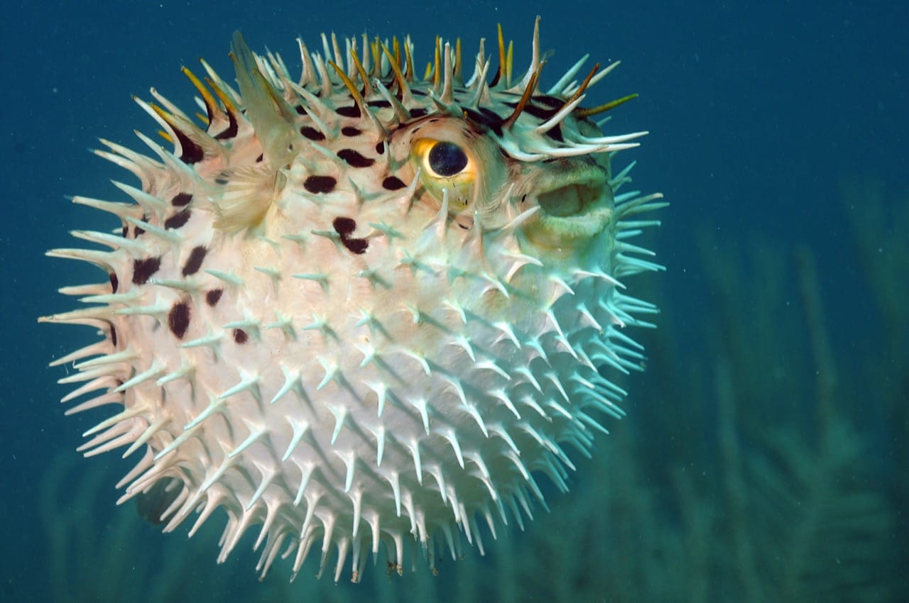 The Enigmatic World of the Pufferfish Nature’s Inflatable Marvel
