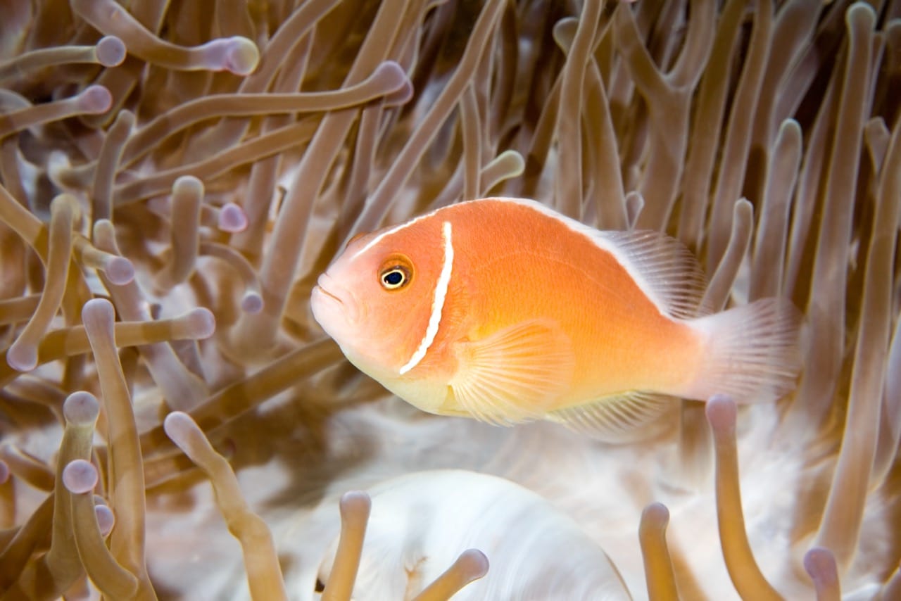 The Enigmatic Clownfish A Glimpse into the Colorful World of Coral Reefs