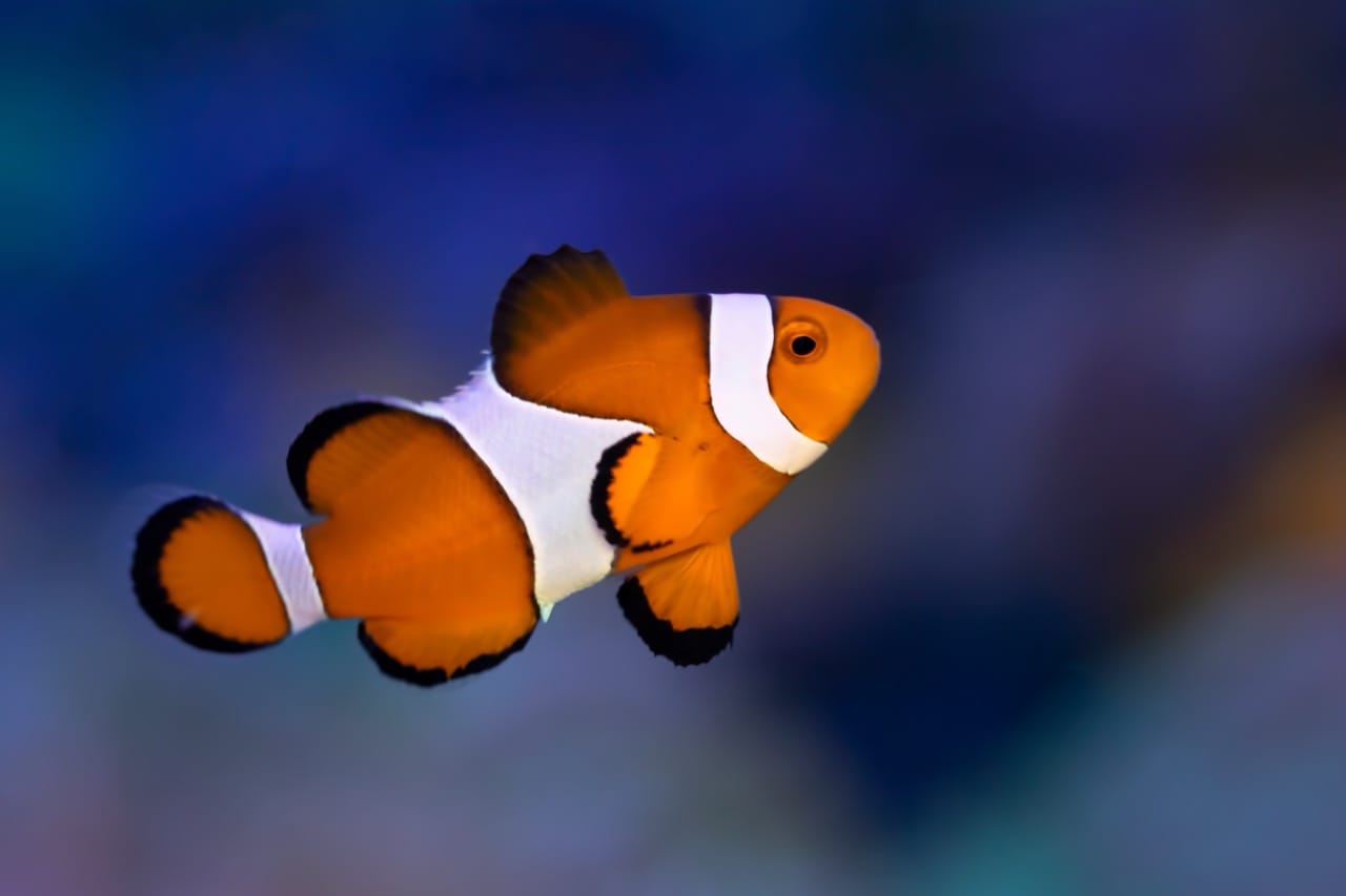 The Enchanting World of the Clownfish