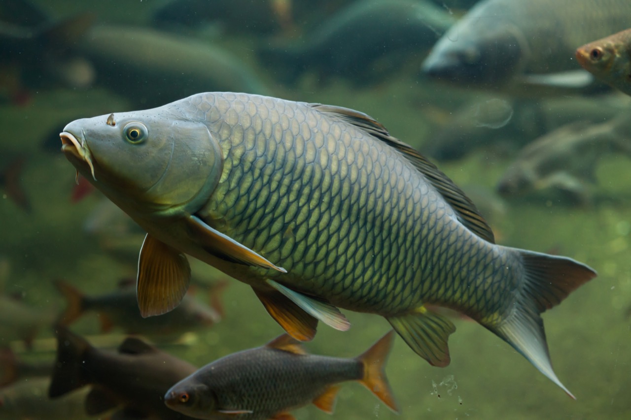 Marvels of the Mekong The Intriguing Life of the Giant Barb