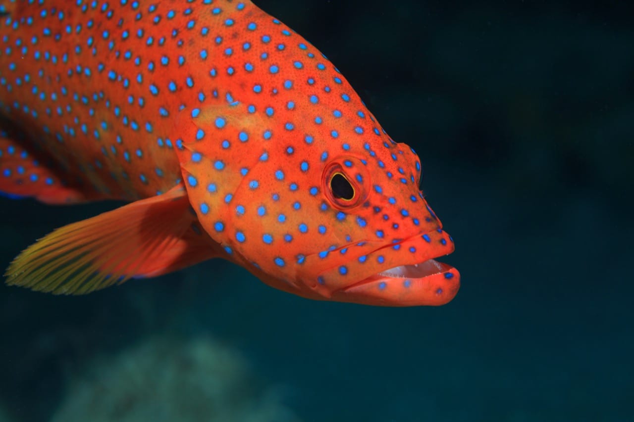 Exploring the Vivid World of the Coral Grouper