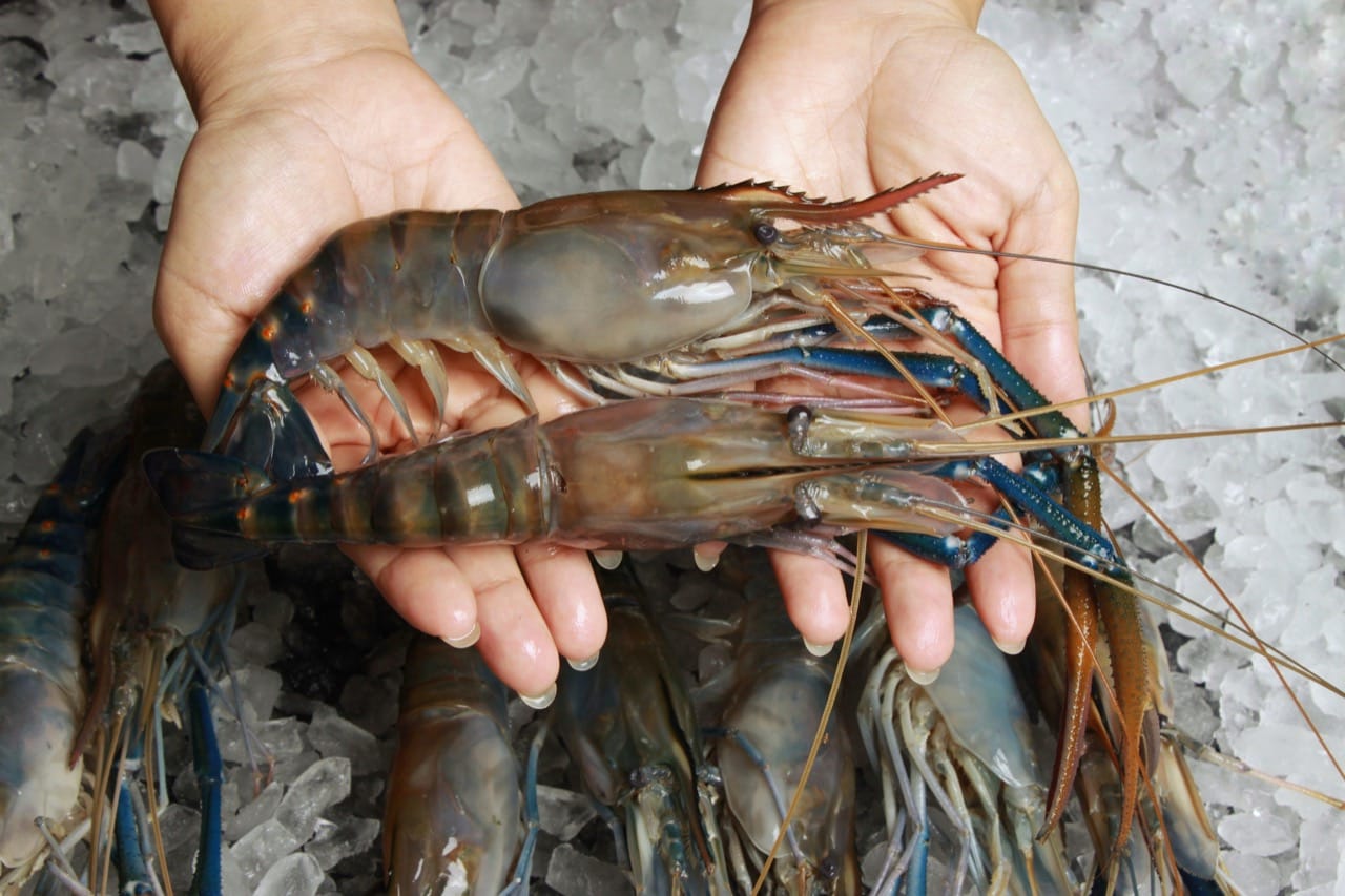 The Enigmatic World of the Giant River Prawn