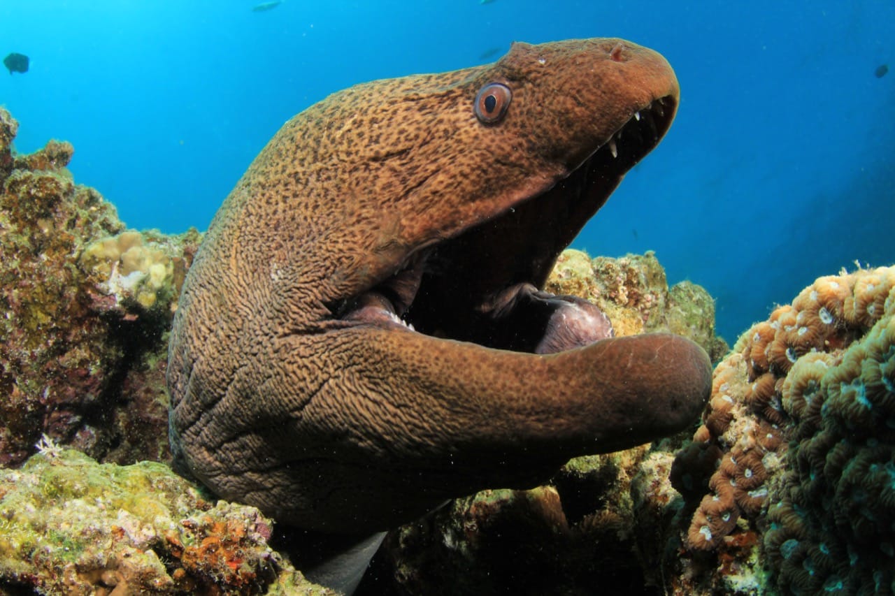 The Enigmatic World of the Moray Eel