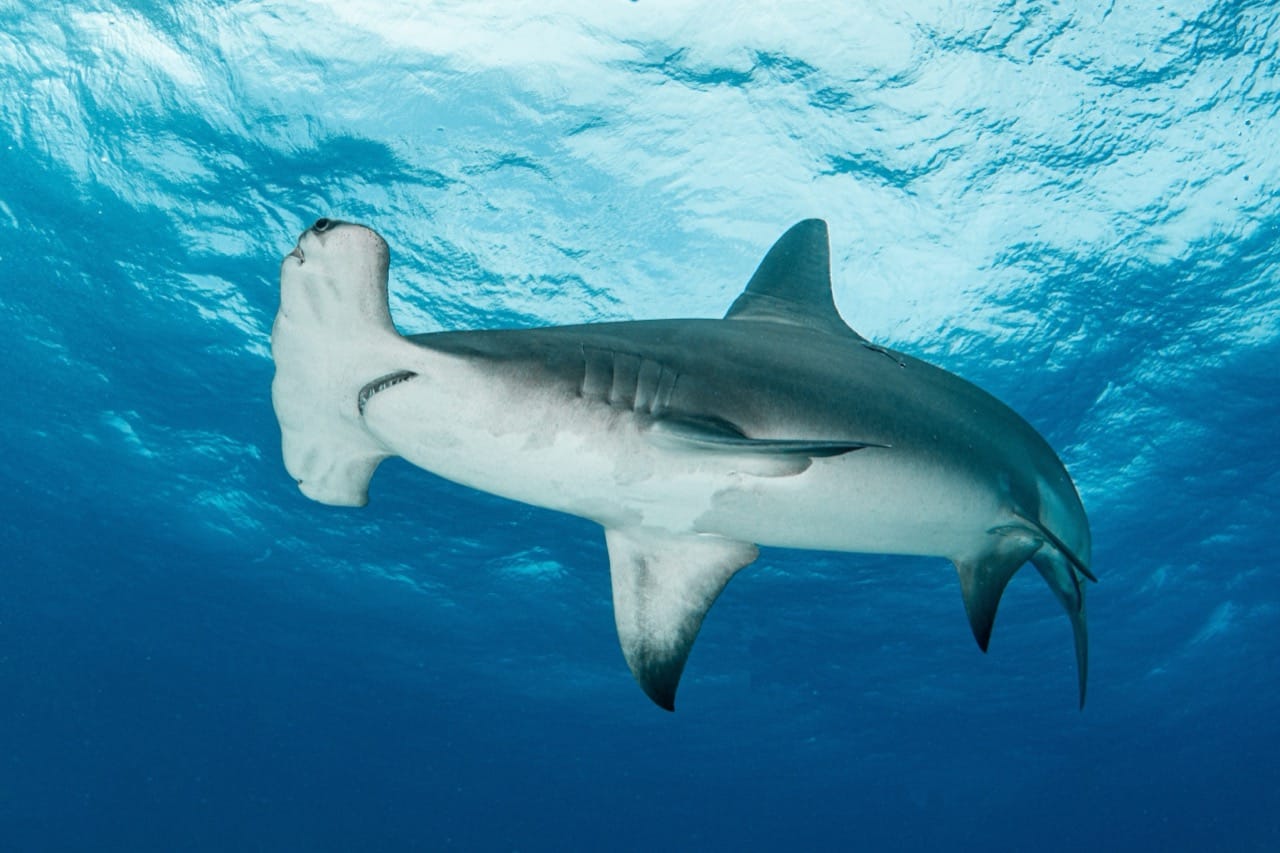 Hammerhead Sharks Masters of the Ocean Depths