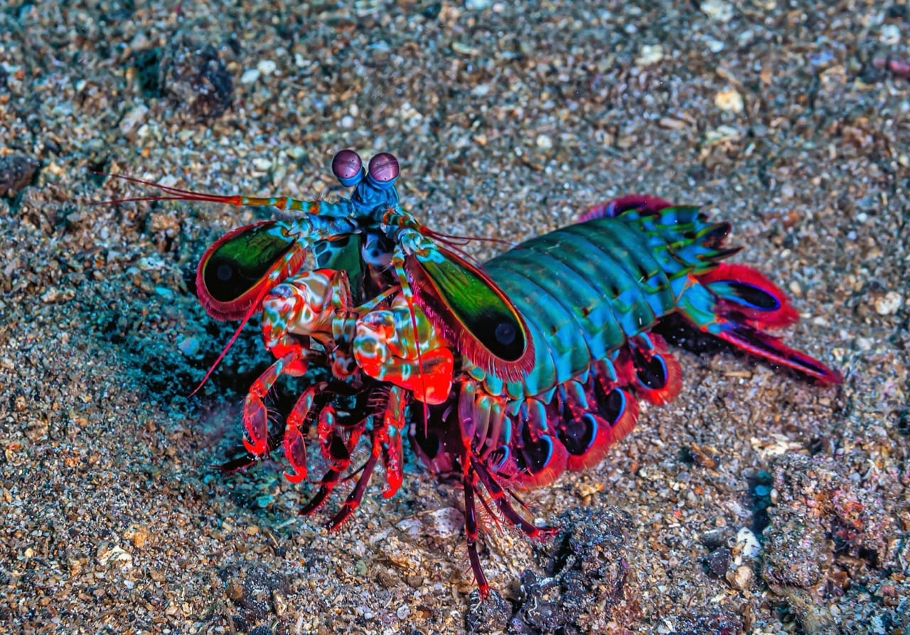 The Enigmatic World of the Mantis Shrimp Nature’s Colorful Boxer