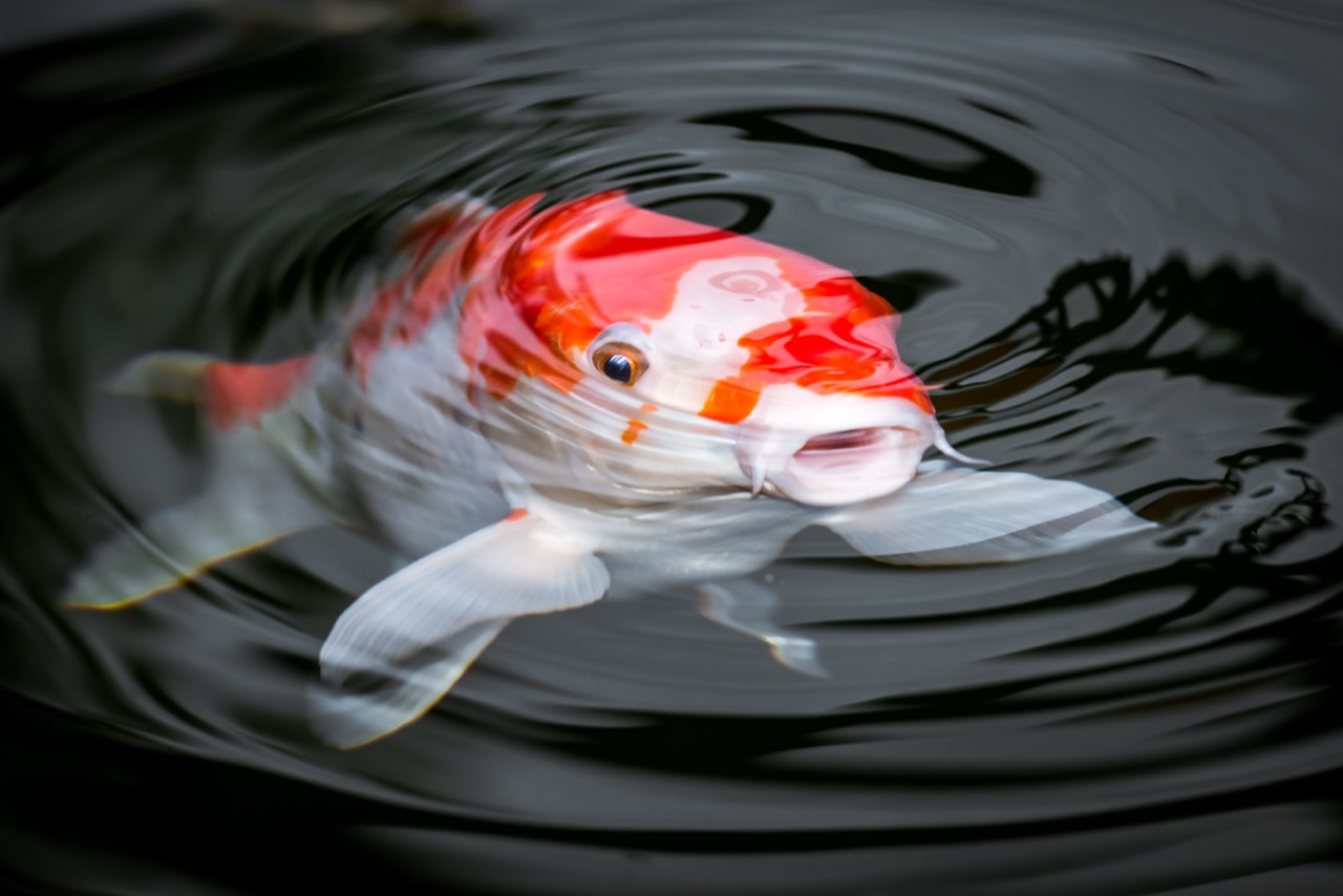 The Enigmatic Beauty of Koi More than Just Ornamental Fish