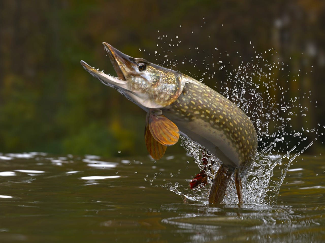 The Enigmatic World of the Northern Pike A Freshwater Predator