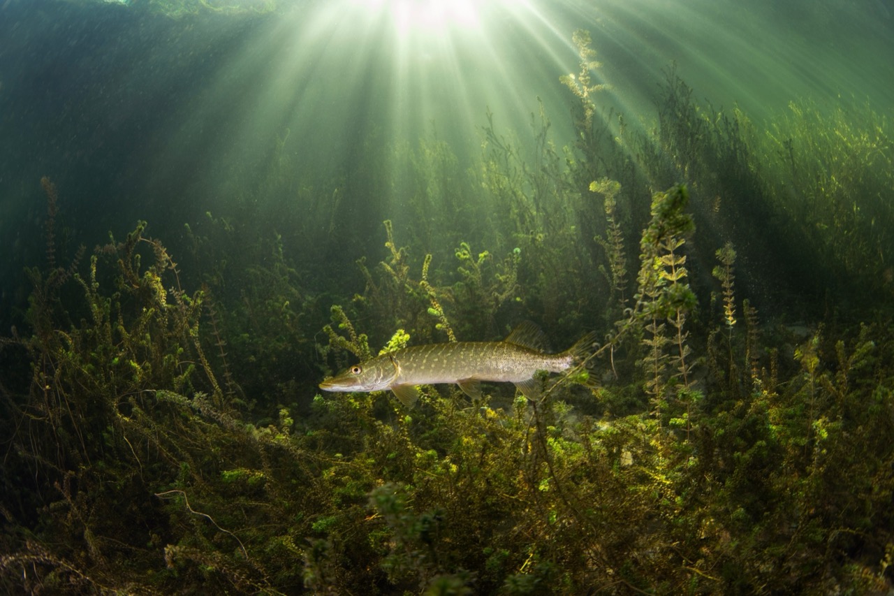 Exploring the Underwater World of the Northern Pike A Freshwater Predator