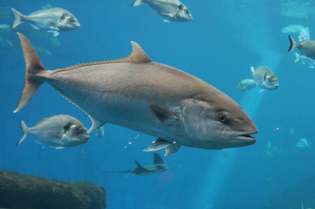 The Enigmatic Emperor of the Ocean Understanding the Greater Amberjack