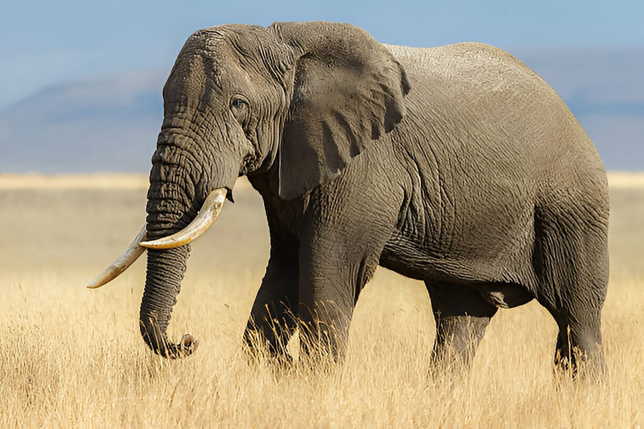 Gentle Giants of the Grasslands The African Elephant