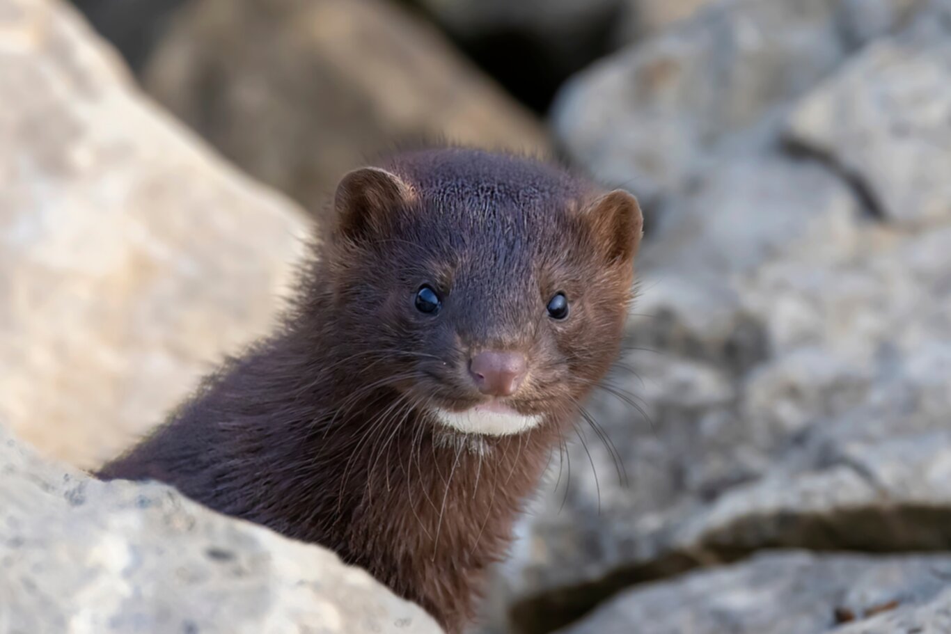 Discover the Cunning World of the American Mink