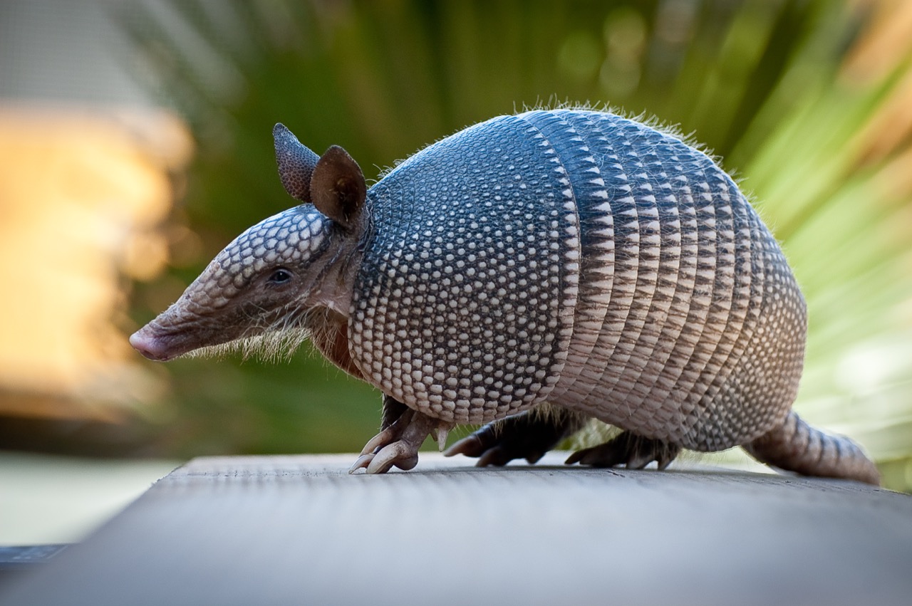 Unveiling the Armored Wanderer The Nine-Banded Armadillo