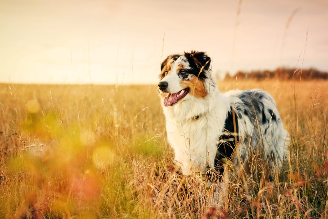 Exploring the Life of the Australian Shepherd A Canine of Beauty and Brains