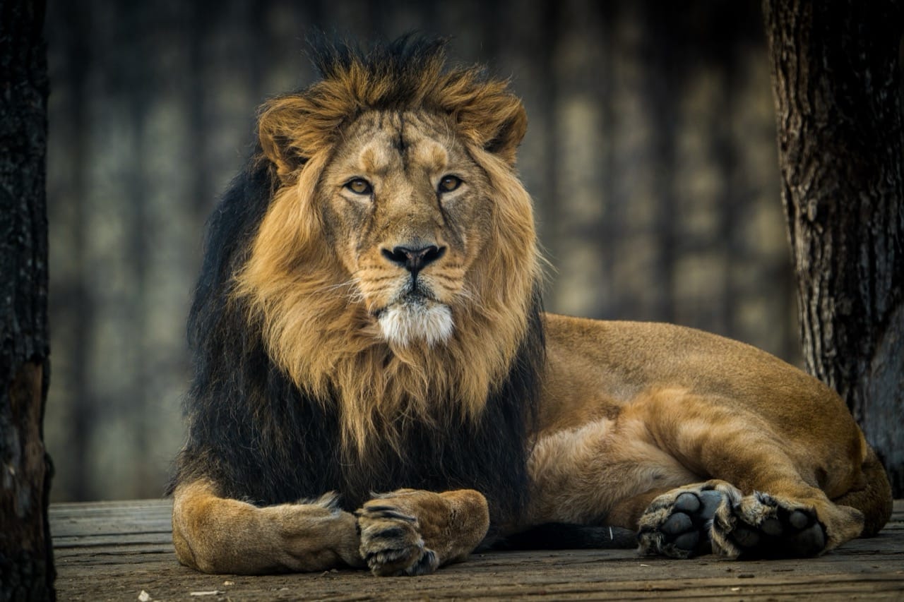 Majesty Embodied The Lion, King of the Savannah