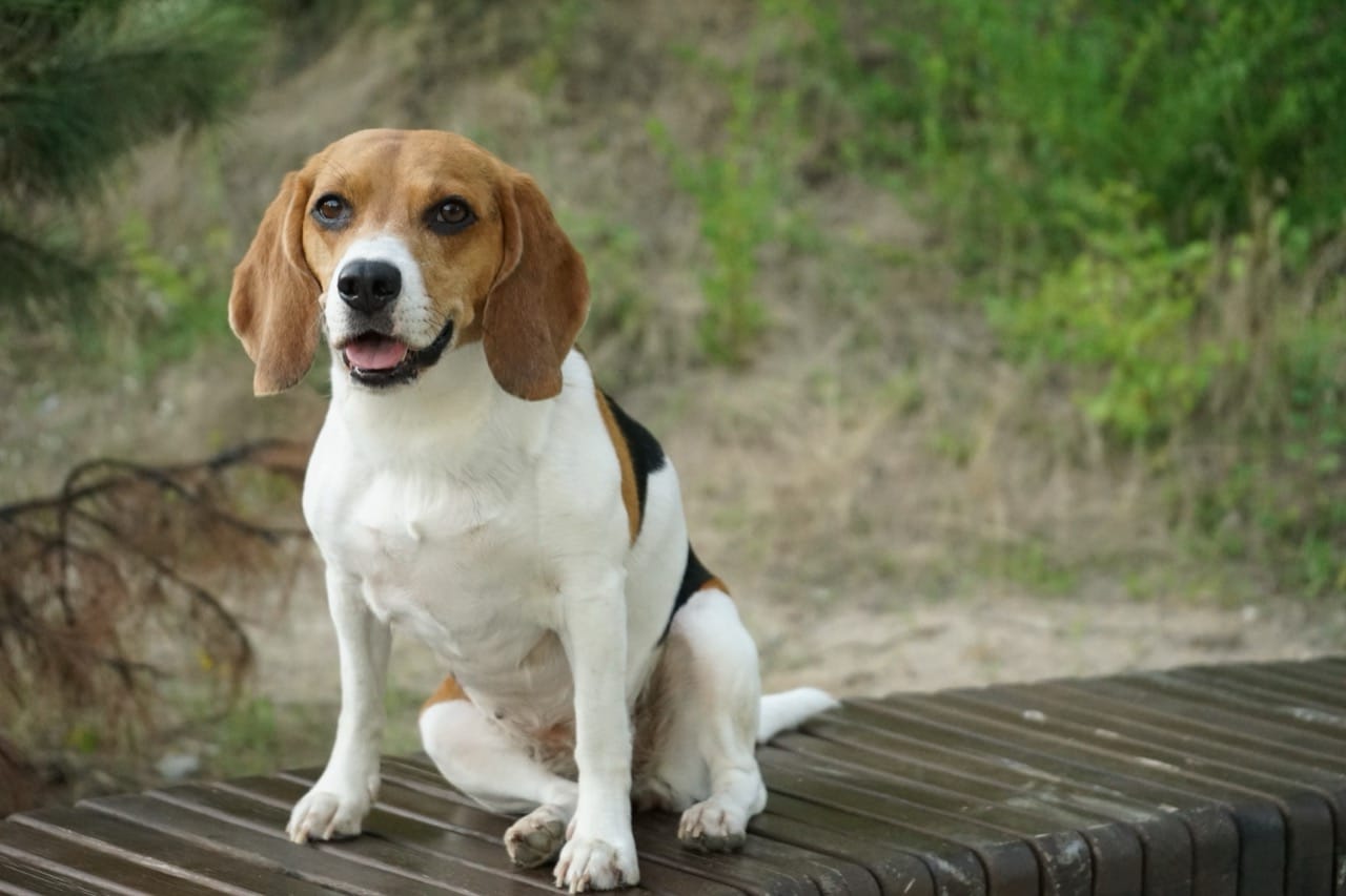 The Curious Charm of the Beagle A Journey Through Its World