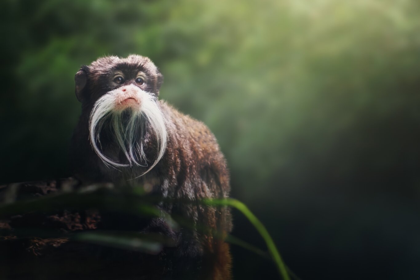 Emperor Tamarin The Mustached Marvel of the Amazon