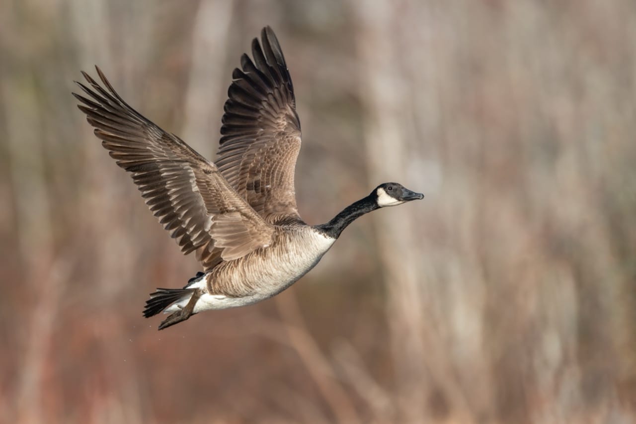 Majestic Migrators The Remarkable Journey of the Canada Goose
