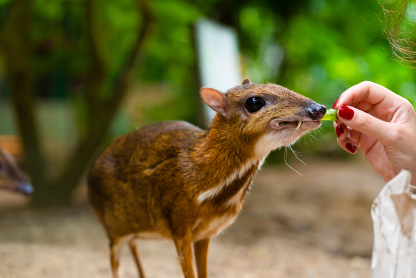 Exploring the Enigmatic World of the Mouse Deer A Tiny Forest Resident