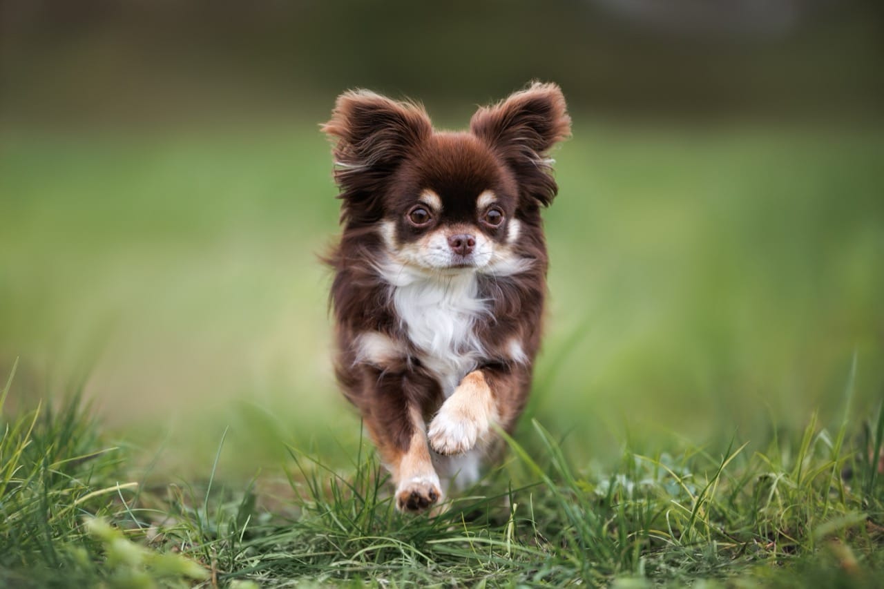 The Charming World of the Chihuahua A Comprehensive Look into Their Lives