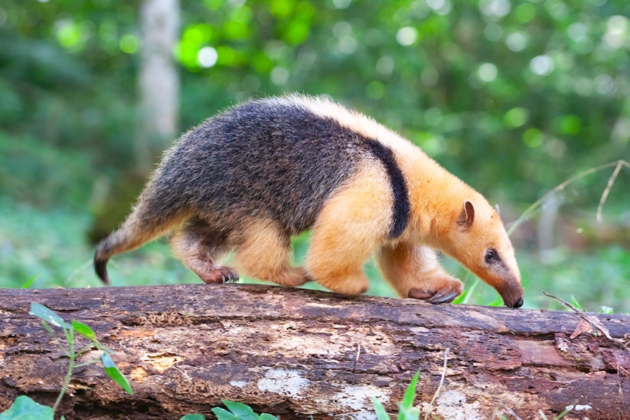Southern Tamandua The Lesser-Known Anteater of the Tropics