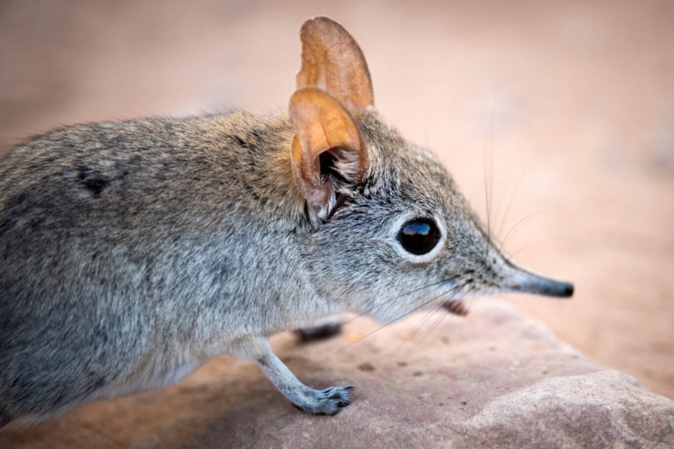 Elephant Shrews The Nimble Navigators of the African Brush