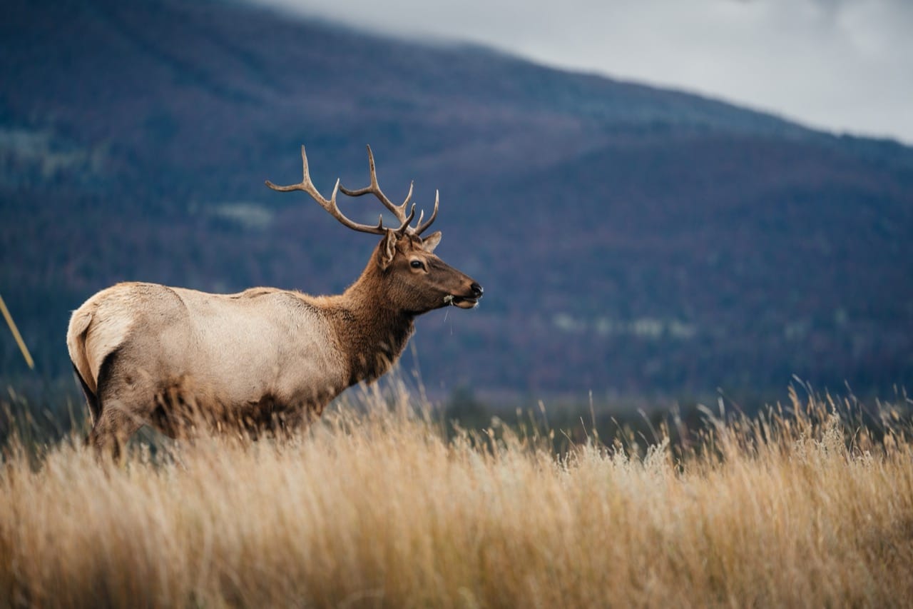 Elk Majestic Wanderers of the Wild